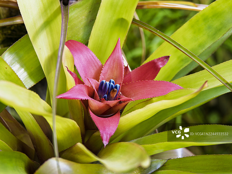 彩叶凤梨，一种叶子为绿色、花朵为深红色的植物。图片素材