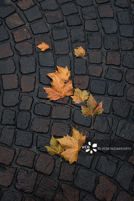 潮湿鹅卵石街道上的秋叶，营造出富有氛围和质感的都市季节景象图片素材