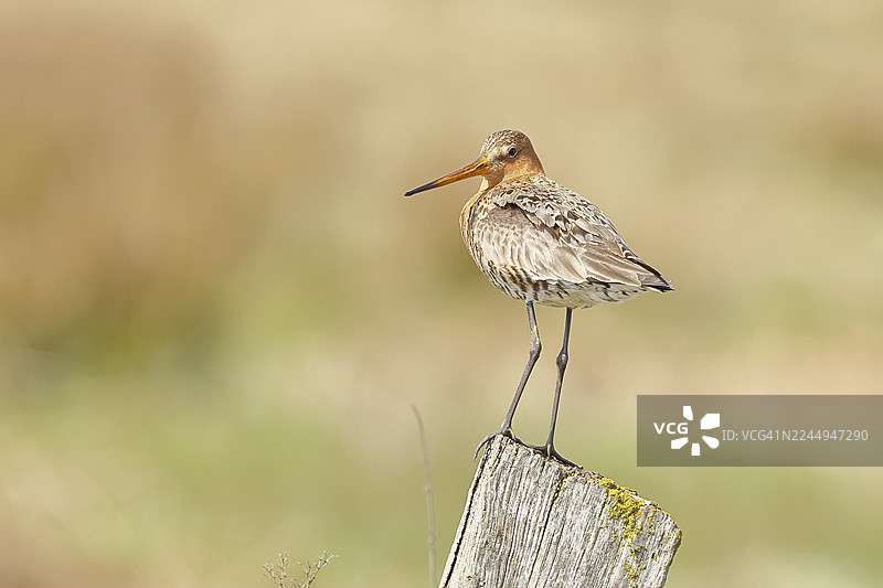 黑尾塍鹬（Limosa limosa），在围栏柱子上休息，鹬鸟，野生动物，自然摄影，湿地，牛顿，杜默湖，伦布鲁赫，下萨克森，德国图片素材