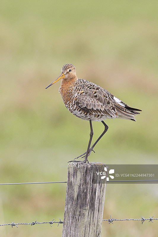黑尾塍鹬（Limosa limosa），栖息在栅栏柱上，鹬鸟，野生动物，自然摄影，湿地，牛沼，杜默湖，伦布鲁赫，下萨克森，德国图片素材