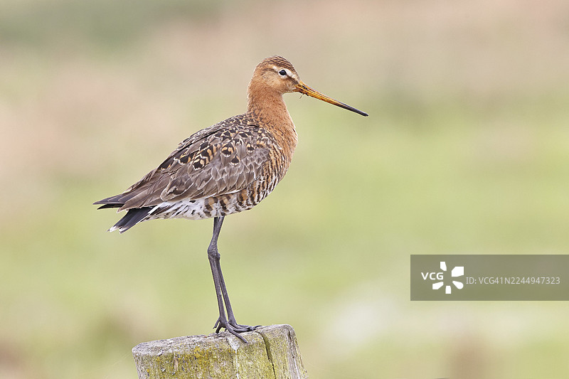 黑尾塍鹬（Limosa limosa），栖息在栅栏柱上，鹬科鸟类，野生动物，自然摄影，湿地，牛沼，杜默湖，伦布鲁赫，下萨克森，德国图片素材