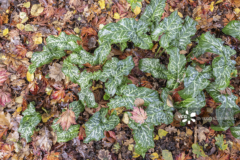 意大利天南星（Arum italicum Pictum），下萨克森州埃姆斯兰图片素材