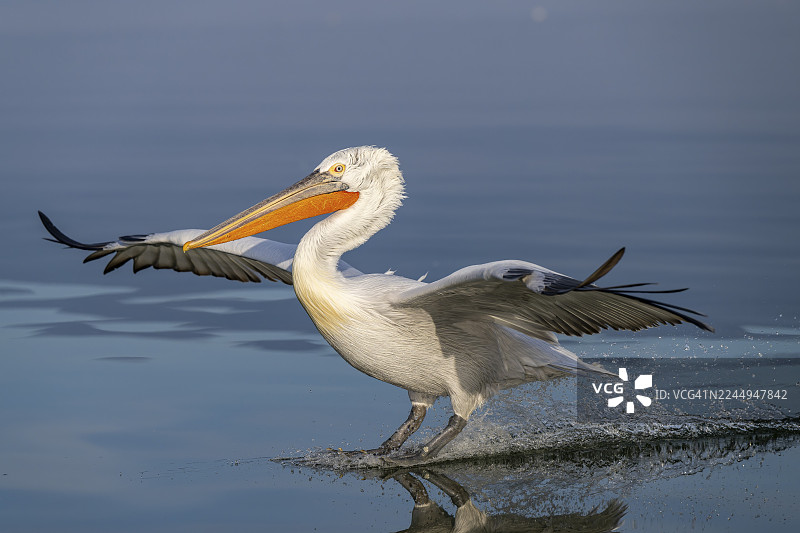 斑点鹈鹕（Pelecanus crispus），斑点鹈鹕，降落，长曝光，凯尔基尼湖，希腊图片素材