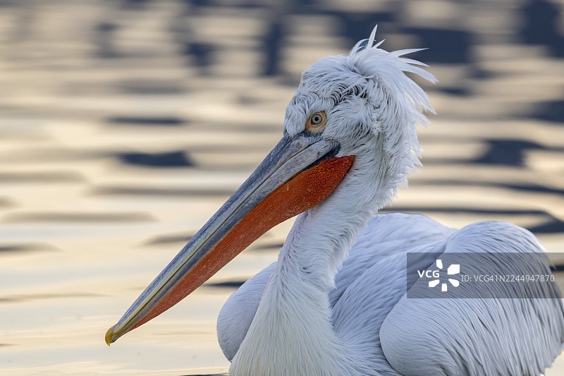 斑点鹈鹕（Pelecanus crispus），斑点鹈鹕，正在游泳，特写，羽毛细节，希腊凯尔基尼湖图片素材