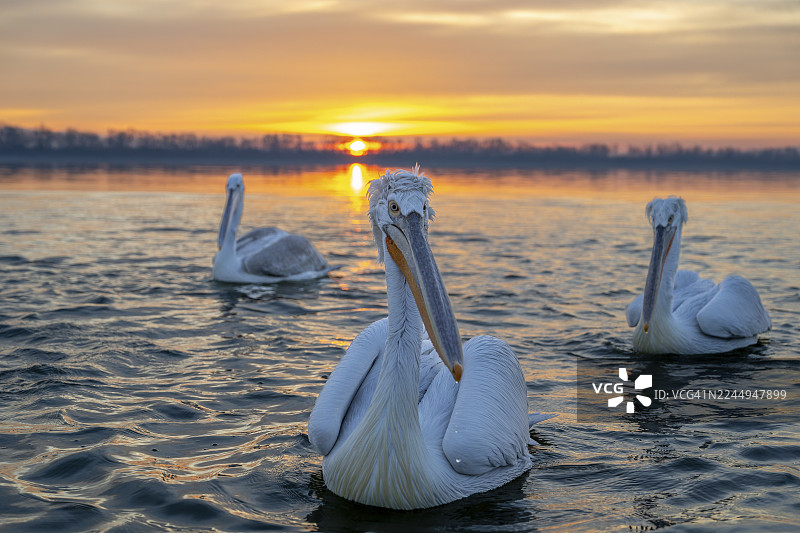 斑点鹈鹕（Pelecanus crispus），在日出时分于希腊的克尔基尼湖上游泳的斑点鹈鹕图片素材