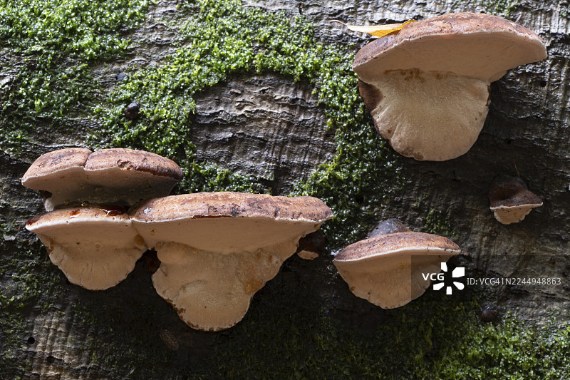 硬毛革菌 (Ischnoderma resinosum)，下萨克森州埃姆斯兰地区，德国图片素材