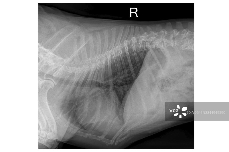法斗犬胸部X光片，显示肺部解剖结构和兽医诊断细节图片素材