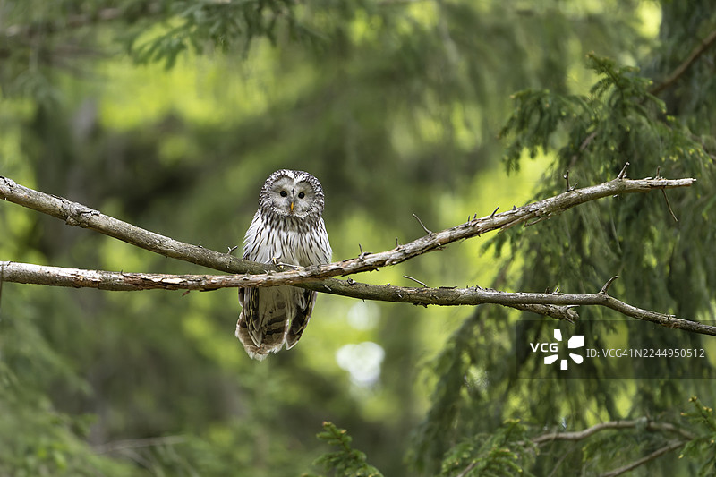 乌拉尔猫头鹰 (Strix uralensis)，猫头鹰，栖息在树枝上，斯洛文尼亚科罗什科图片素材