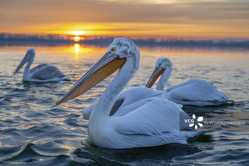 斑点鹈鹕（Pelecanus crispus）在希腊凯尔基尼湖日出时游泳图片素材