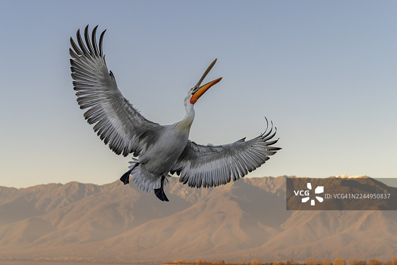 斑点鹈鹕（Pelecanus crispus），斑点鹈鹕，飞行，凯尔基尼湖，希腊图片素材