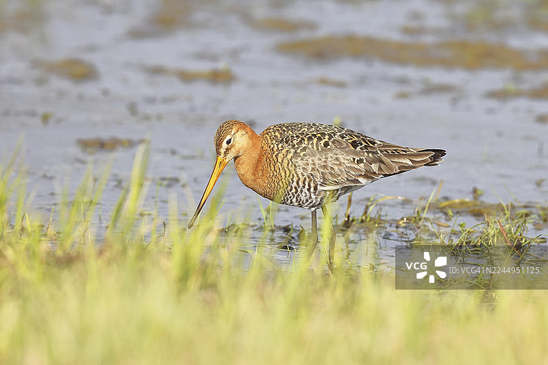 黑尾塍鹬（Limosa limosa）在沼泽的浅水中奔跑，鹬类鸟，野生动物，自然摄影，牛沼，杜默湖，于德，下萨克森，德国图片素材