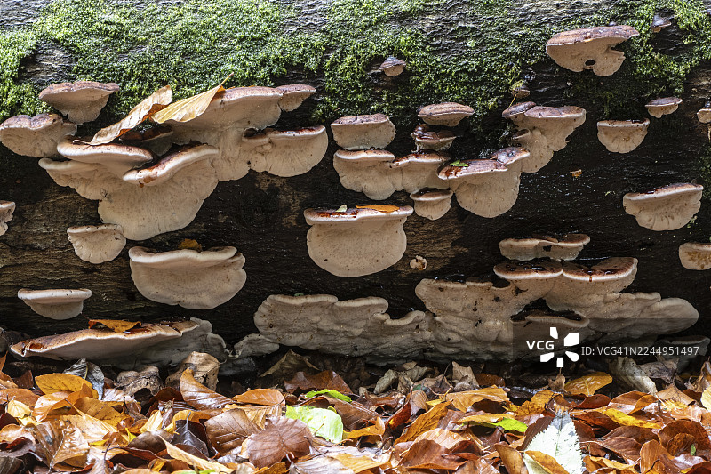 硬木树脂紫革菌（Ischnoderma resinosum），下萨克森州埃姆斯兰图片素材