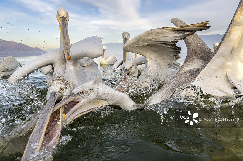 斑点鹈鹕（Pelecanus crispus），斑点鹈鹕，打斗，凯尔基尼湖，希腊图片素材