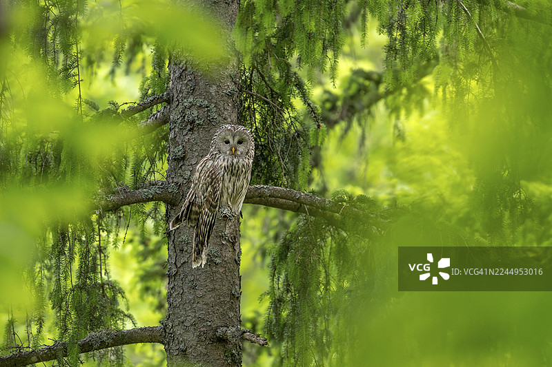 乌拉尔猫头鹰（Strix uralensis）栖息在树枝上，斯洛文尼亚科罗什卡图片素材