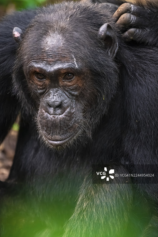 黑猩猩（Pan Troglodytes），动物肖像，在乌干达基巴莱国家公园丛林中雄性理毛图片素材