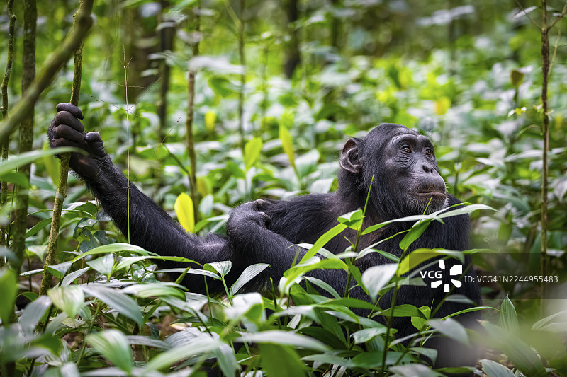 动物肖像，黑猩猩（黑猩猩），成年雄性在丛林树叶中，基巴莱国家公园，乌干达图片素材