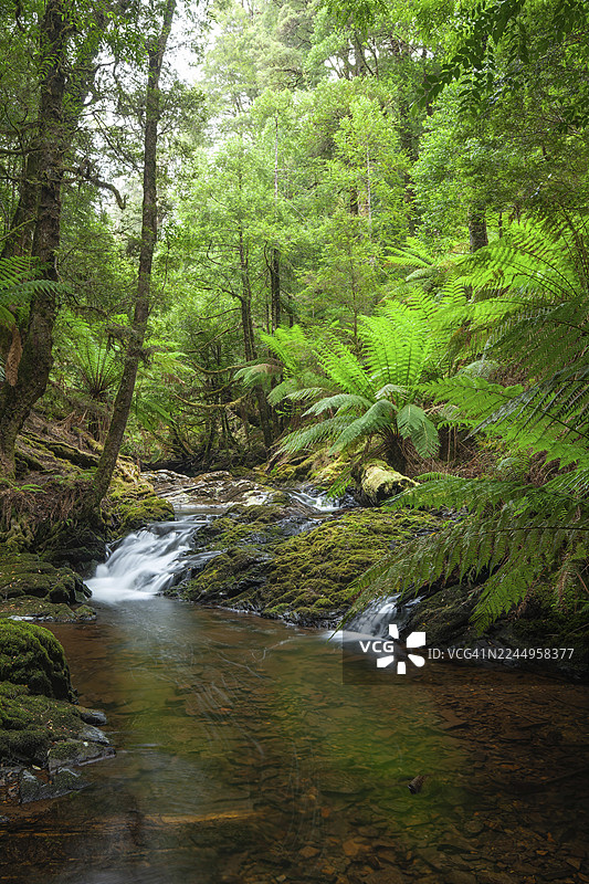 塔斯马尼亚深绿色森林中，哲学家瀑布旁的亚瑟河，河岸生长着桃金娘和蕨类植物图片素材
