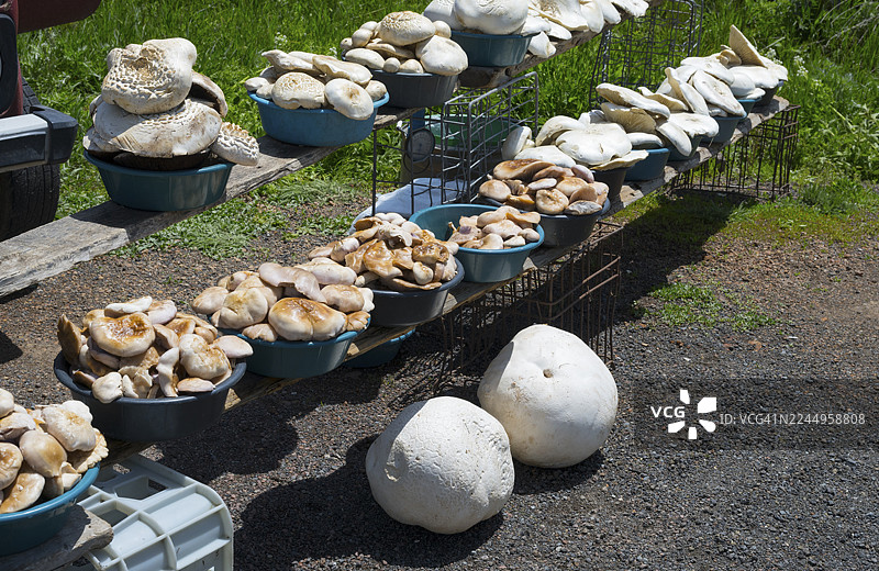 露天摊位上的碗装各种蘑菇，下方是两个巨型马勃菌（马勃菌），亚美尼亚锡尼克省锡尼克戈拉伊克路边的待售蘑菇图片素材