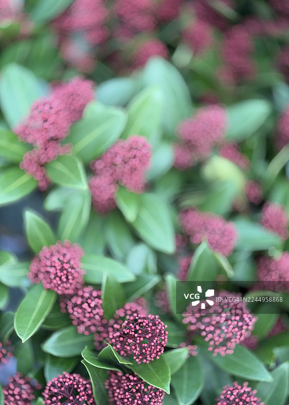 近距离拍摄的日本杜鹃（Skimmia japonica）盛开的粉色花朵图片素材
