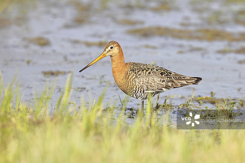 在沼泽的浅水区奔跑的黑尾凫（Limosa limosa），鹬鸟，野生动物，自然摄影，牛沼，杜默湖，许德，下萨克森，德国图片素材