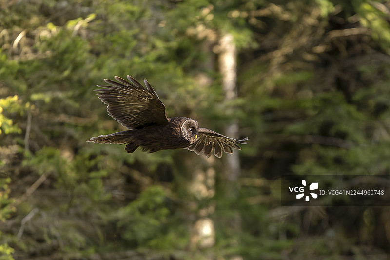 乌拉尔雕鸮（Strix uralensis），黑变种，猫头鹰，在树枝上，斯洛文尼亚科罗什卡图片素材