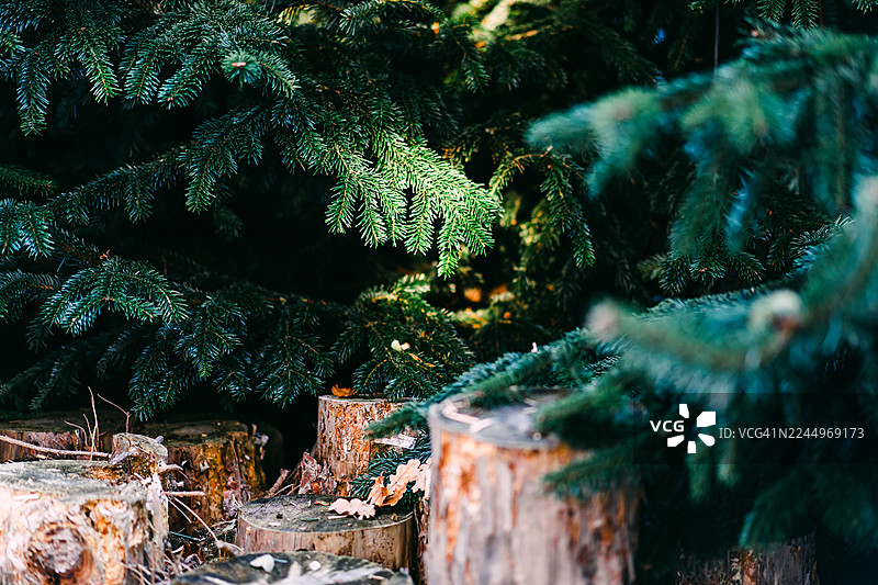 阳光下的宁静常绿森林，有松木原木和茂密的树枝图片素材