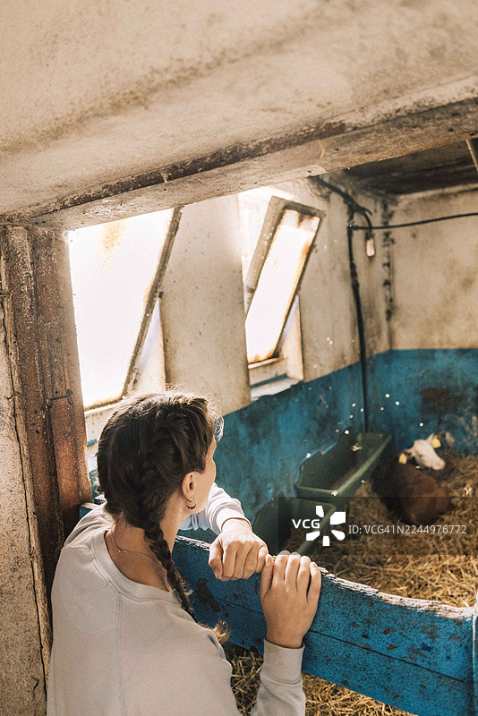 俯视视角，女农夫正在谷仓里看着坐着的牛犊图片素材