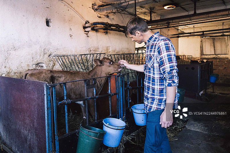 农场工人站在谷仓内的门后，侧身照看一头牛犊图片素材