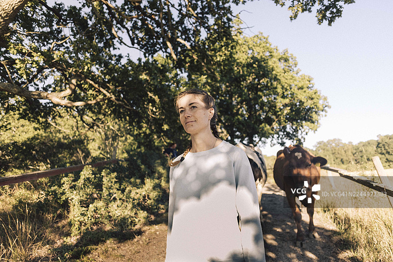 晴天，一位女农夫带着牛群走在背景中图片素材