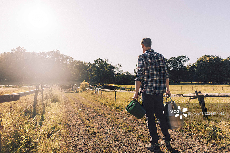 一名男农民背对着镜头，手持水桶和牛奶罐，望着牛在牧场上吃草图片素材