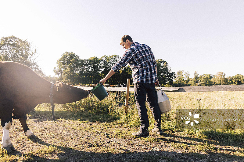 一名农民在农场里，背靠天空，正在喂牛图片素材
