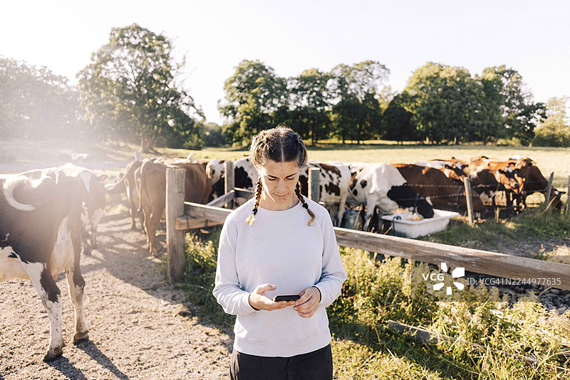 一位留着辫子头发的农民在牛场使用智能手机图片素材
