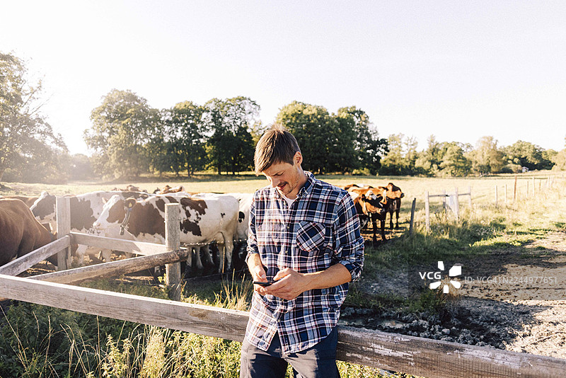 一名男性农民靠在牛场的围栏上，同时使用智能手机图片素材