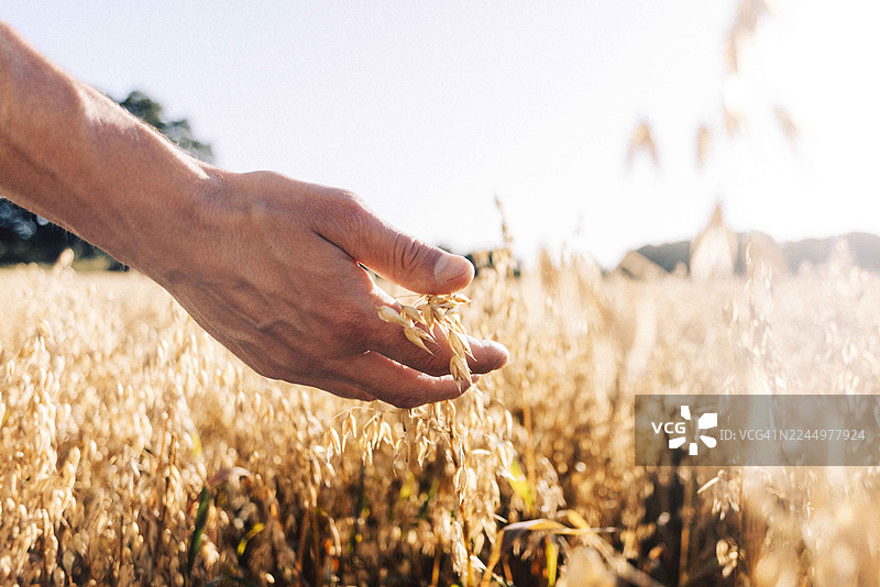 农夫的手在农田中触摸麦田图片素材