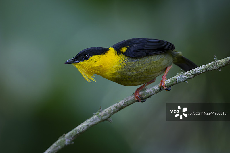 金领鸣冠雀 (Manacus vitellinus)图片素材