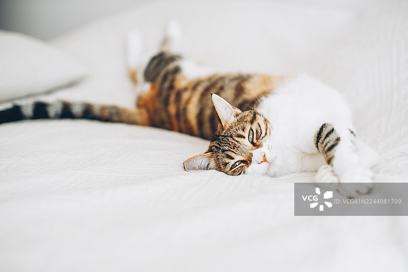 一只美丽的虎斑猫，有着白色的毛，伸展着身体躺在白色的床单上，在自然光下看起来睡眼惺忪。图片素材
