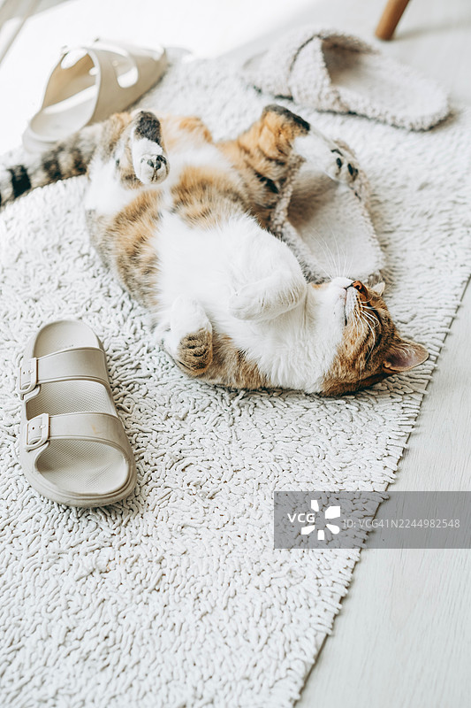 一只家猫在地毯上玩耍，旁边有拖鞋，营造出温馨的居家氛围。图片素材