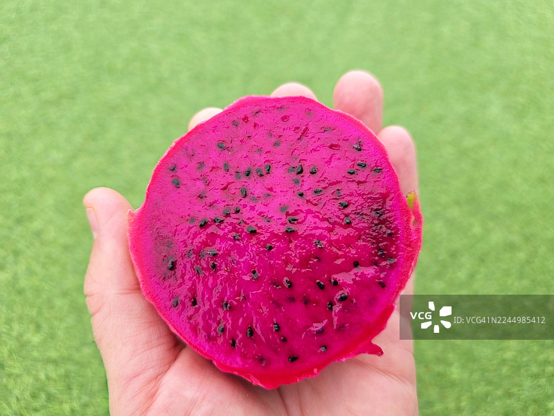 火龙果在人手上图片素材