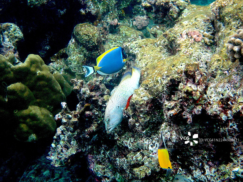 石斑鱼、刺尾鱼和蝶鱼图片素材