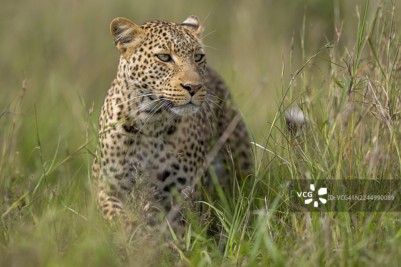 近距离拍摄一只豹子走向镜头，地点在马赛马拉图片素材