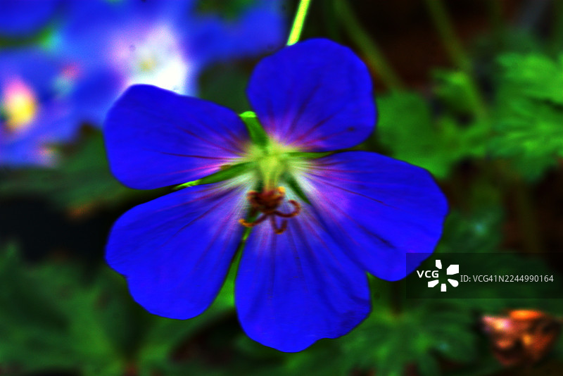 天竺葵 'Rozanne'图片素材