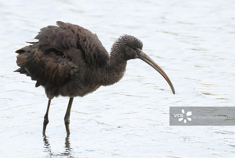 一只闪闪发光的朱鹭（Plegadis falcinellus）在湖边抖动羽毛。图片素材
