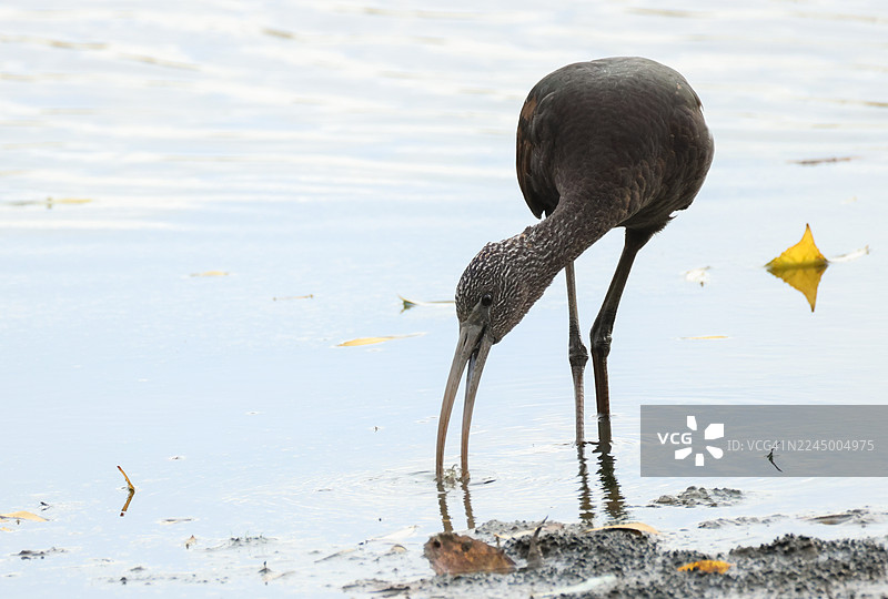 一只闪亮朱鹭（Plegadis falcinellus）正在湖边泥泞中觅食。图片素材