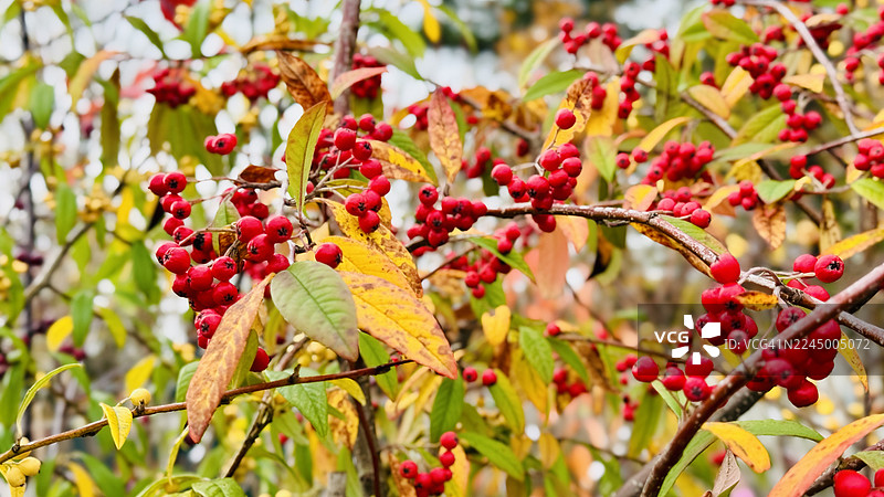 近距离特写秋季红浆果的锦带花（Cotoneaster Coriaceus）图片素材
