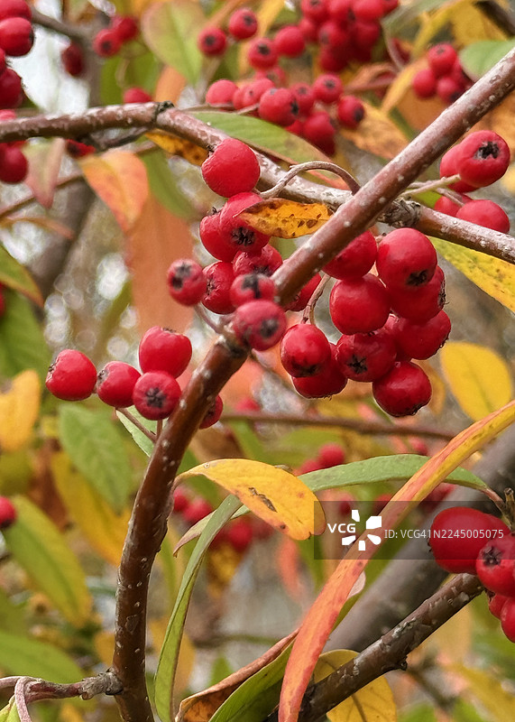 密集的红果的常春油麻藤（Cotoneaster Coriaceus）特写图片素材
