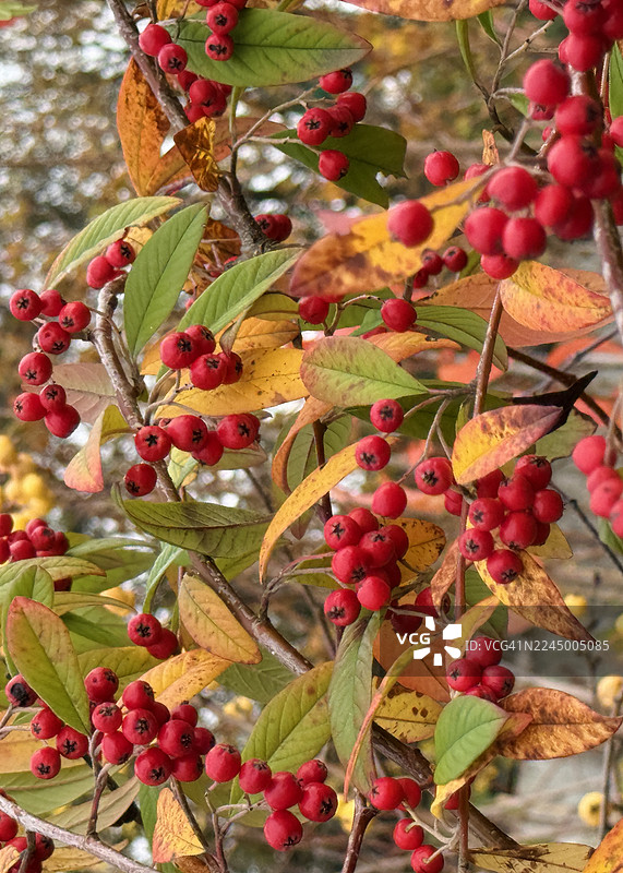 近距离拍摄的具有红色秋季浆果的欧洲栒子（Cotoneaster Coriaceus）树图片素材