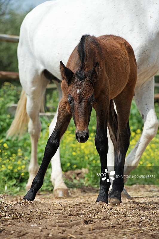 纯种西班牙小马在牧场里与母马一同摆拍。安达卢西亚。西班牙图片素材