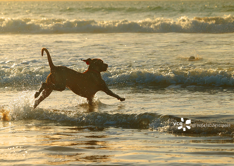 匈牙利维兹拉犬在海浪中追逐皮球图片素材