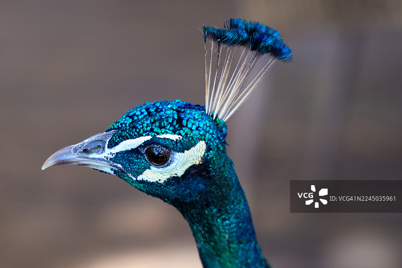孔雀头部和颈部的特写，拥有鲜艳的蓝绿色羽毛图片素材