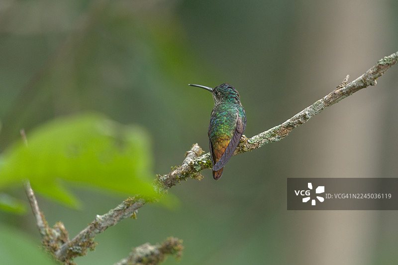 特写：一只充满活力的蜂鸟栖息在苔藓覆盖的树枝上，周围是郁郁葱葱的绿色环境。图片素材